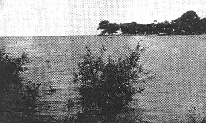 Mar&eacute;e haute. Avicennia nitida sur carapace ferrugineuse