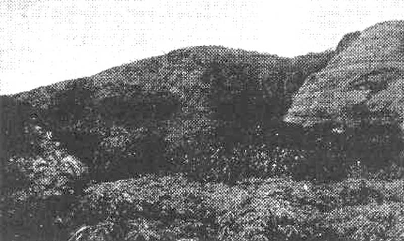 Ilots reliques de for&ecirc;t dense &eacute;quatoriale du mont Benna