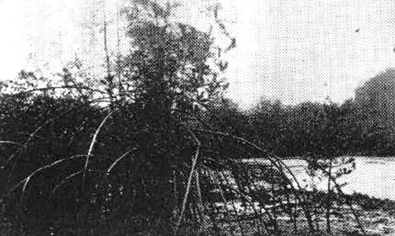 Mangrove ripicole &agrave; Rhizophora de la rivi&egrave;re Kakimbo
