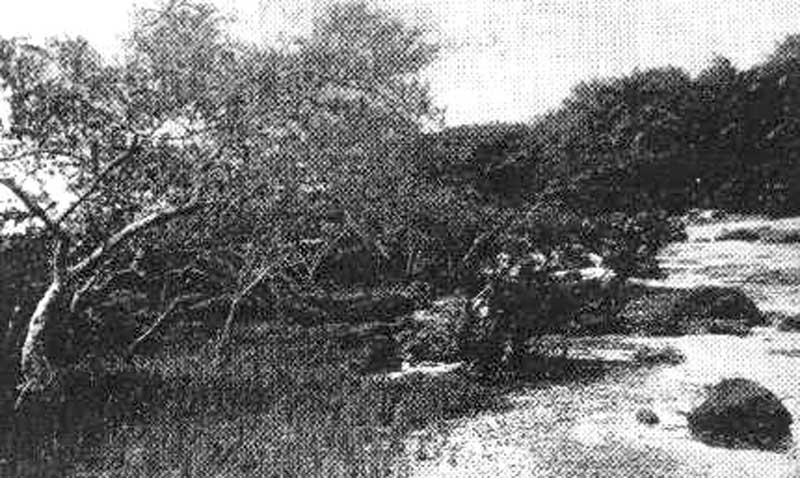 Mangrove &agrave; Avicennia sur soubassement rocheux